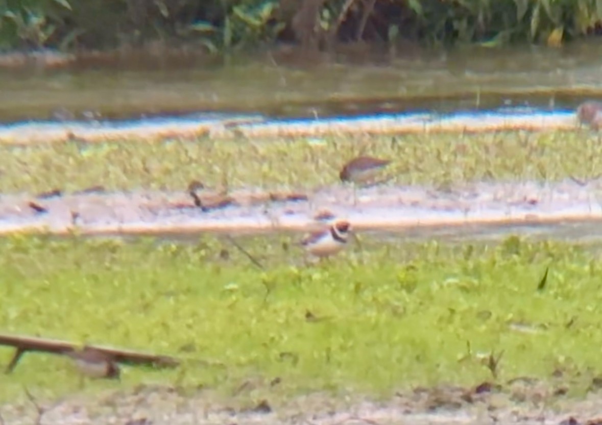 Semipalmated Plover - ML619052262