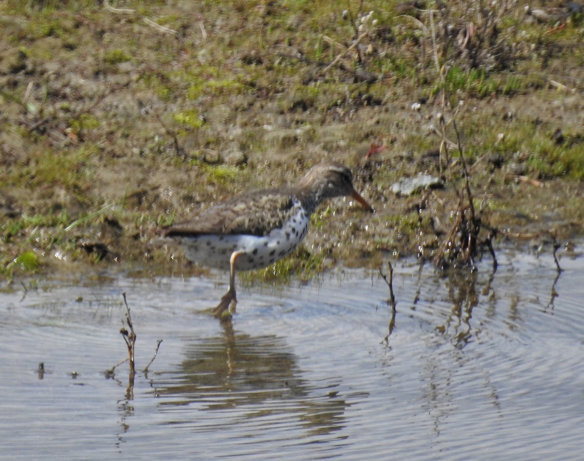 Spotted Sandpiper - Brent Murphy