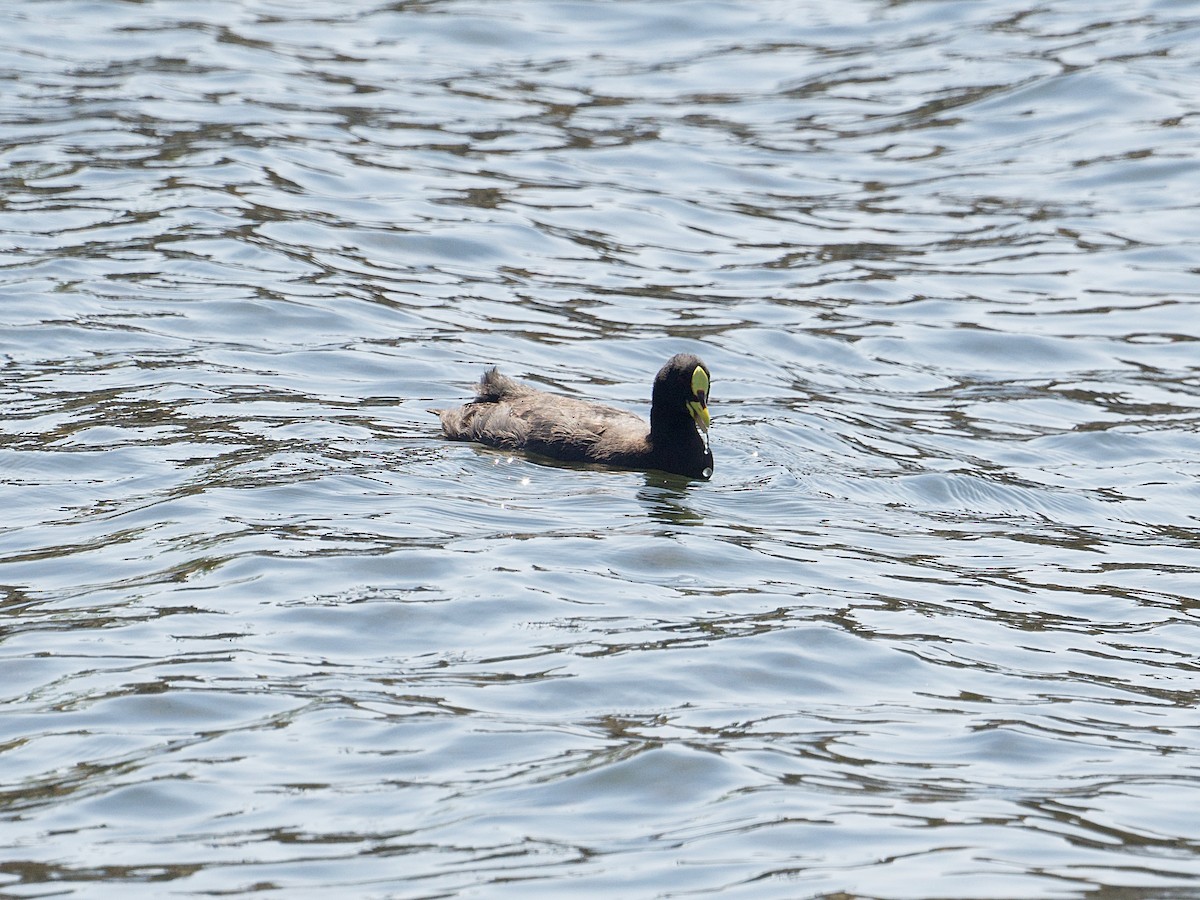 Red-gartered Coot - Michael Tromp