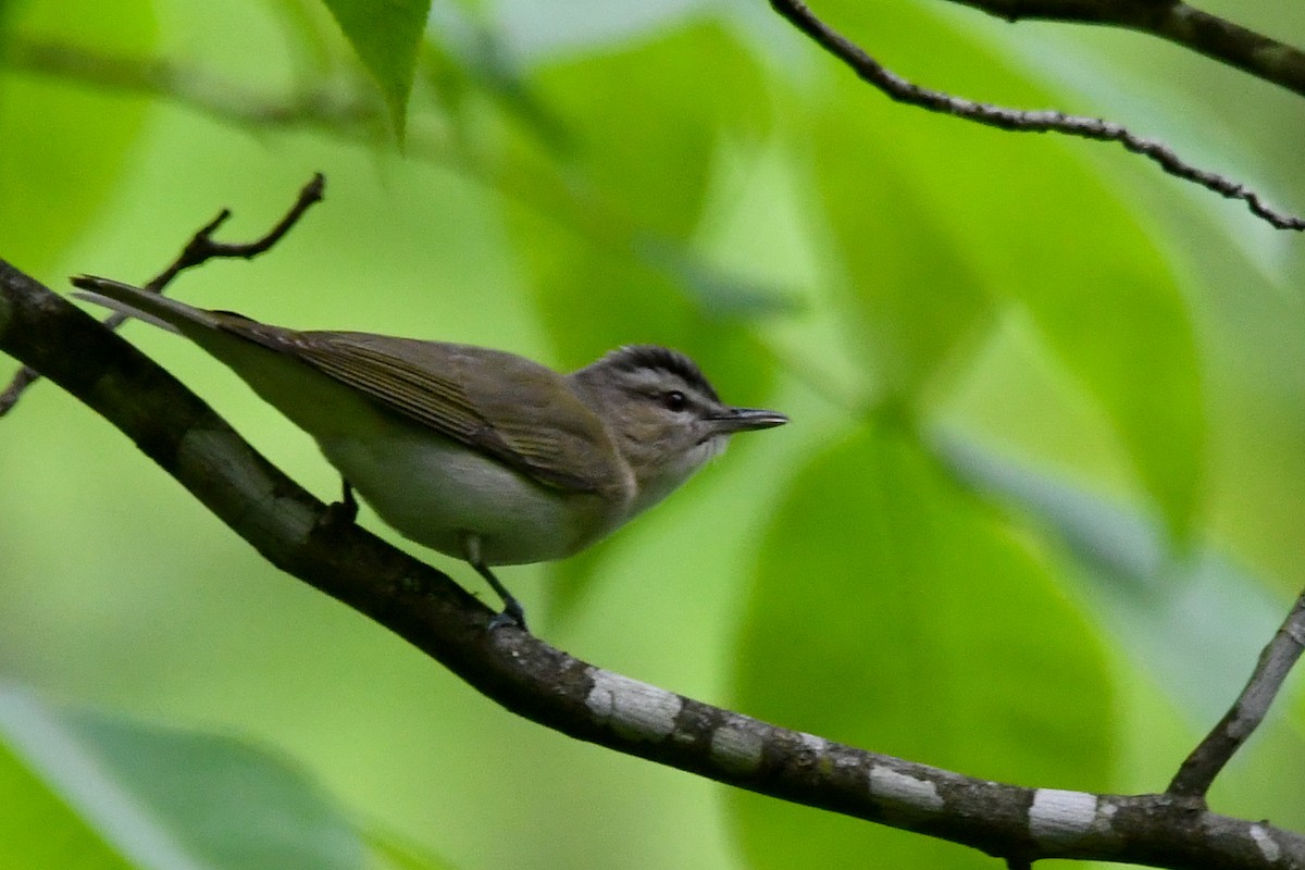Red-eyed Vireo - Silas Powell