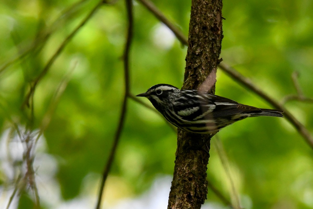 Black-and-white Warbler - Silas Powell