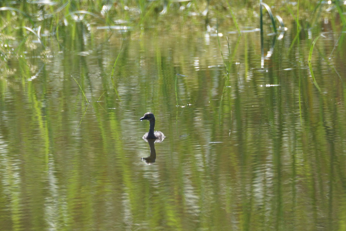 Least Grebe - Chase Wilson