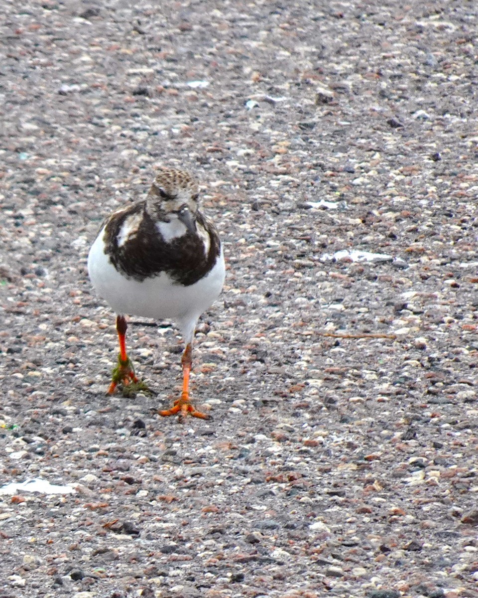 Ruddy Turnstone - ML619052354