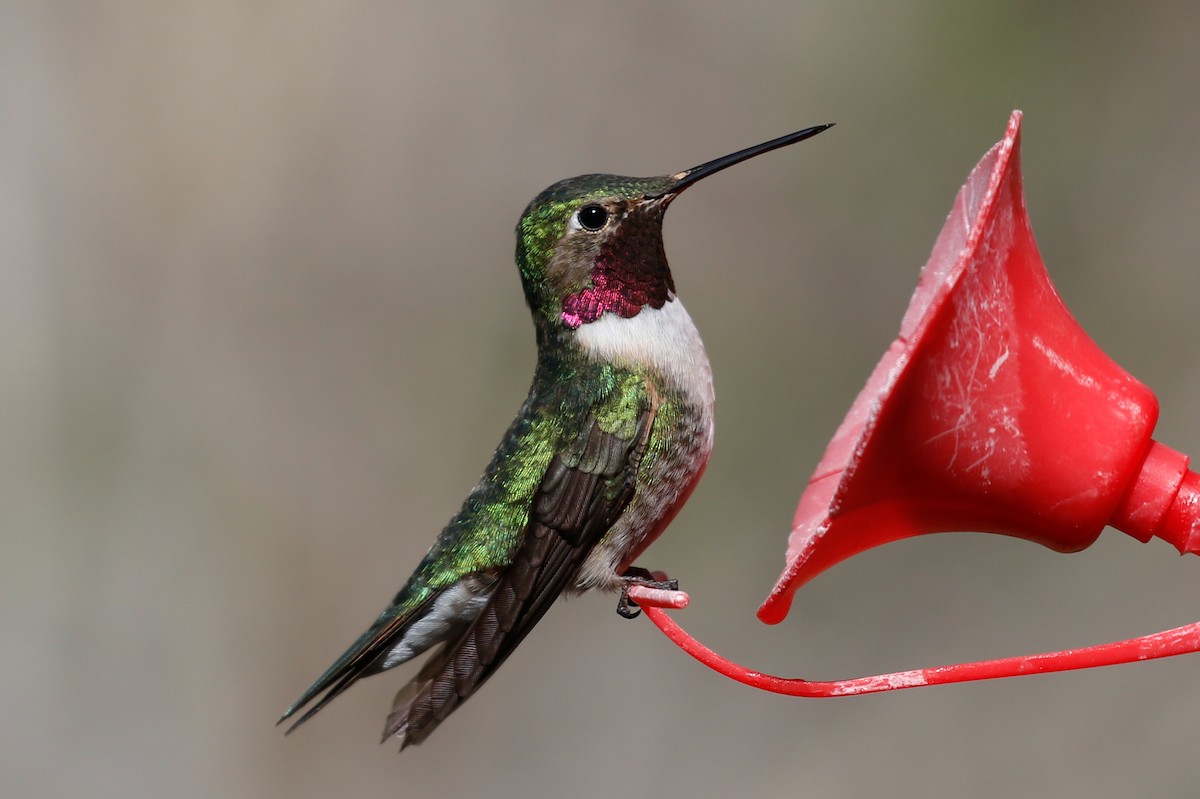 Broad-tailed Hummingbird - Jeremiah Psiropoulos
