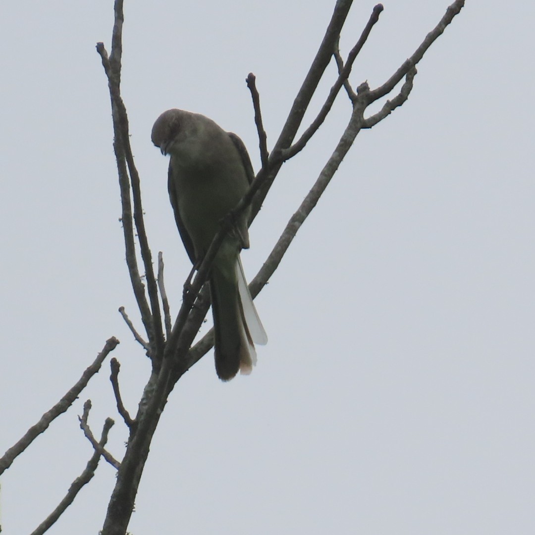 Northern Mockingbird - ML619052366