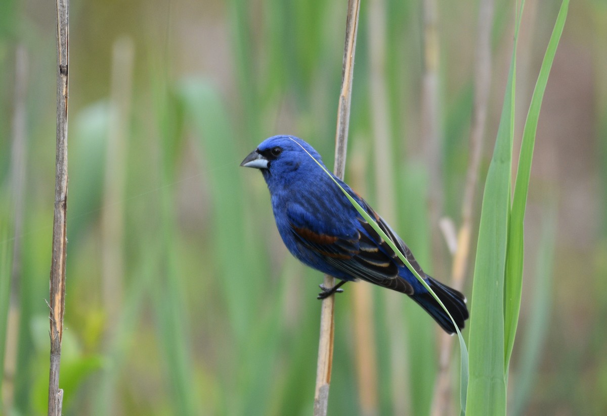 Blue Grosbeak - ML619052370