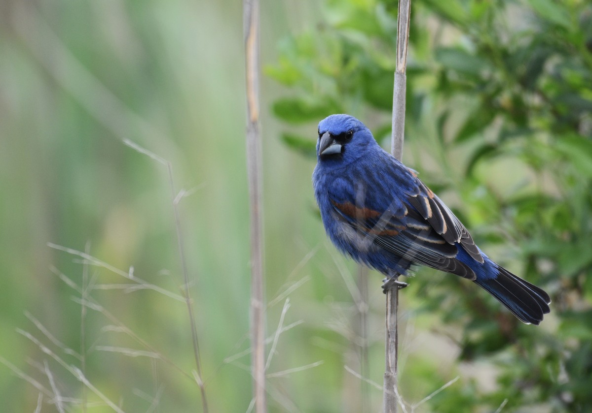 Blue Grosbeak - ML619052372