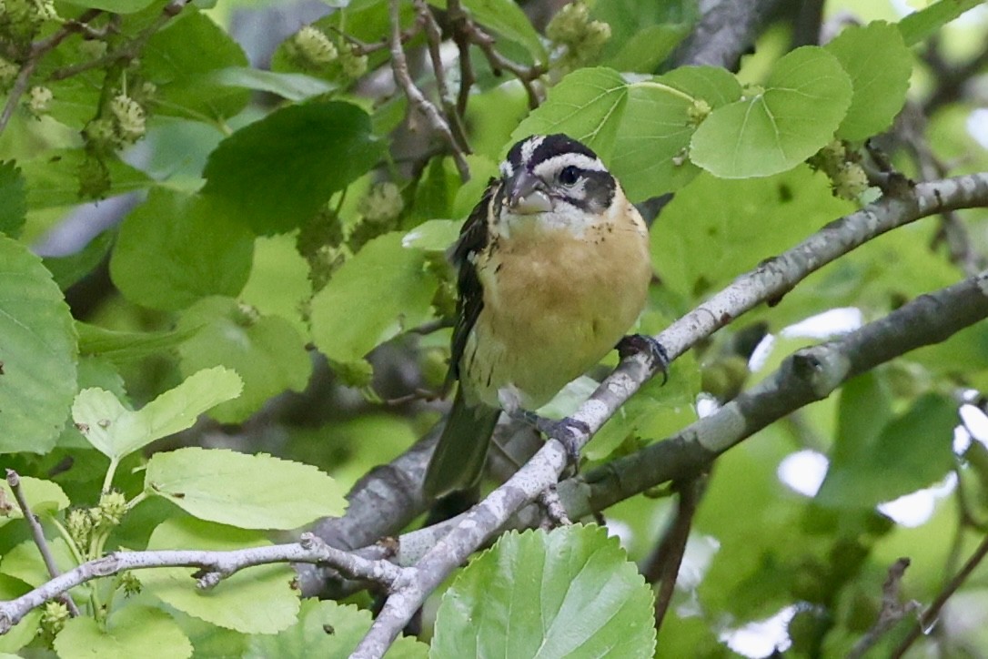 Black-headed Grosbeak - ML619052375