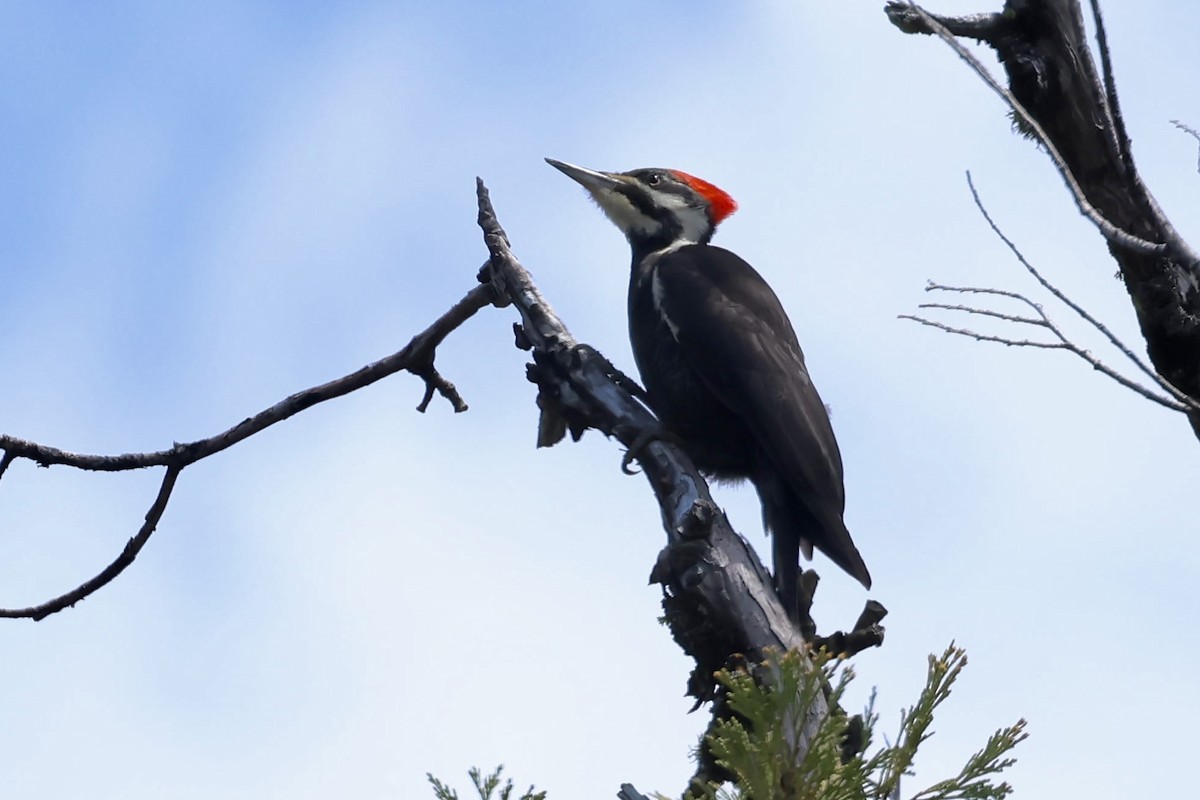 Pileated Woodpecker - Corry Chen