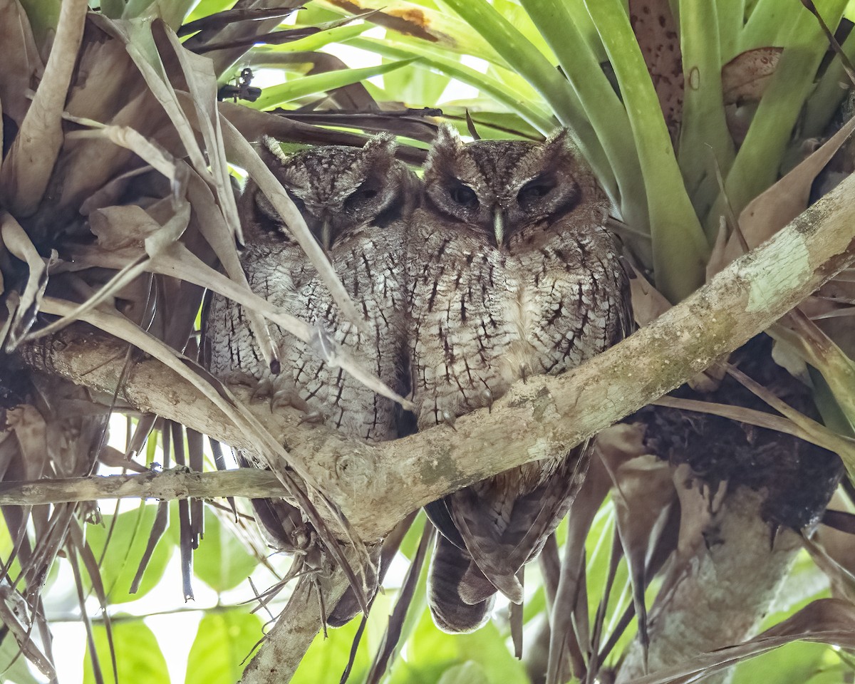 Tropical Screech-Owl - Kathy Hicks