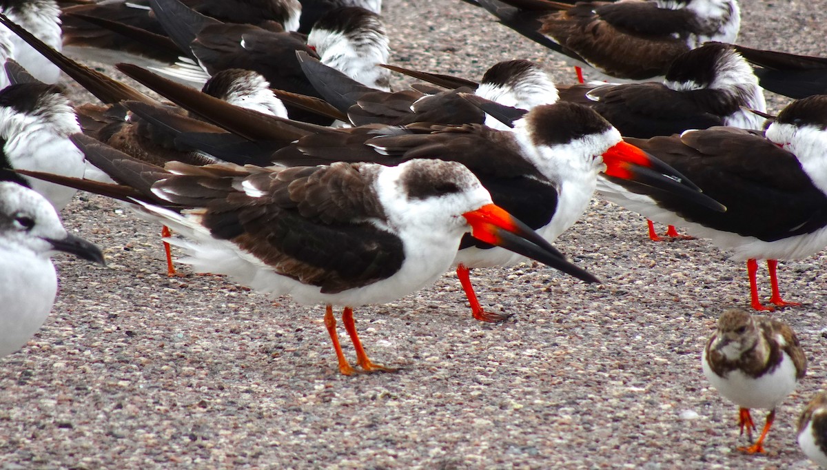 Black Skimmer - ami horowitz