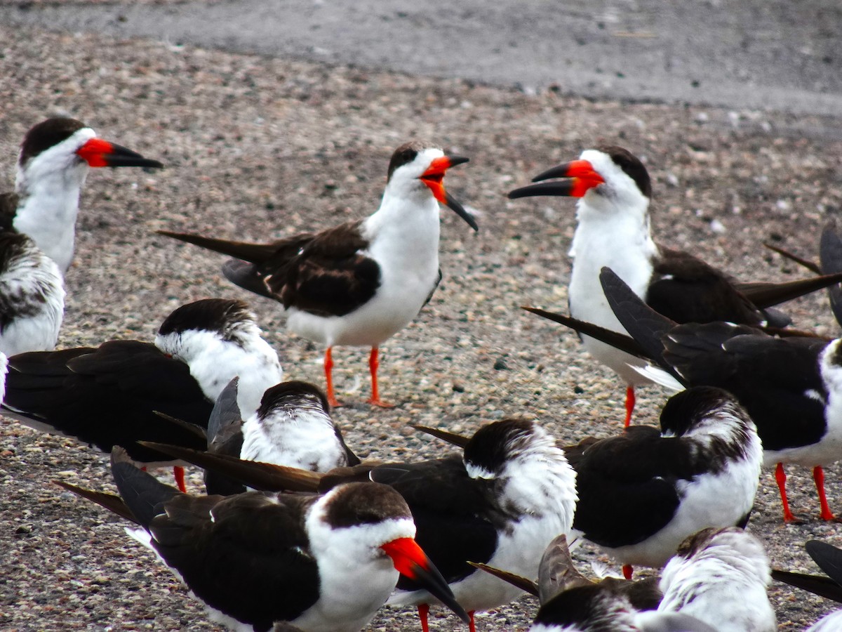 Black Skimmer - ML619052413