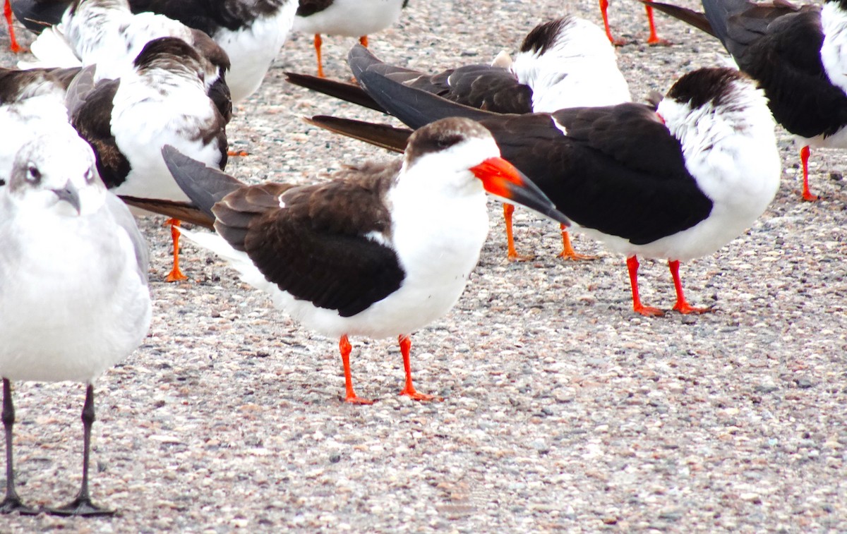 Black Skimmer - ML619052415