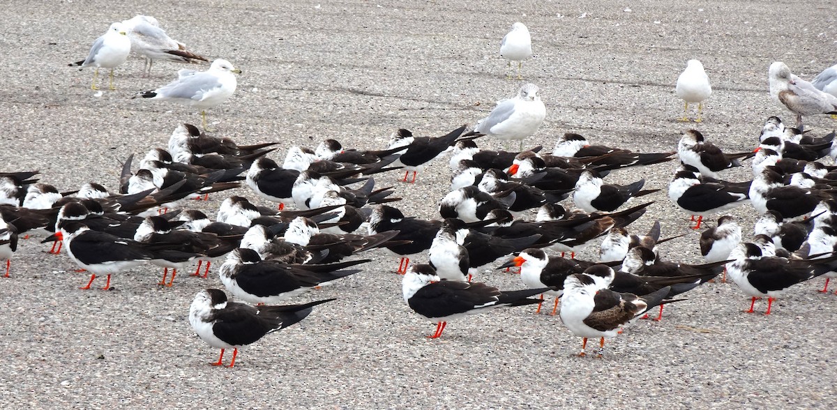 Black Skimmer - ML619052418