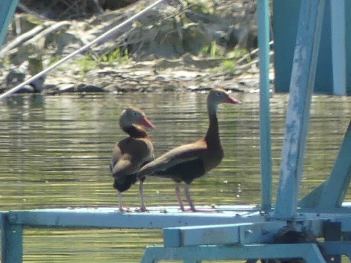 Black-bellied Whistling-Duck - Edith Bailey