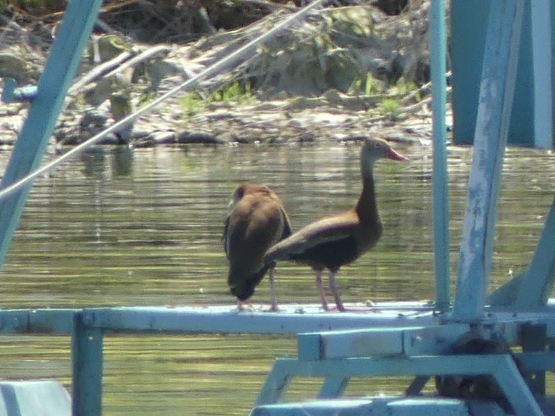Black-bellied Whistling-Duck - Edith Bailey