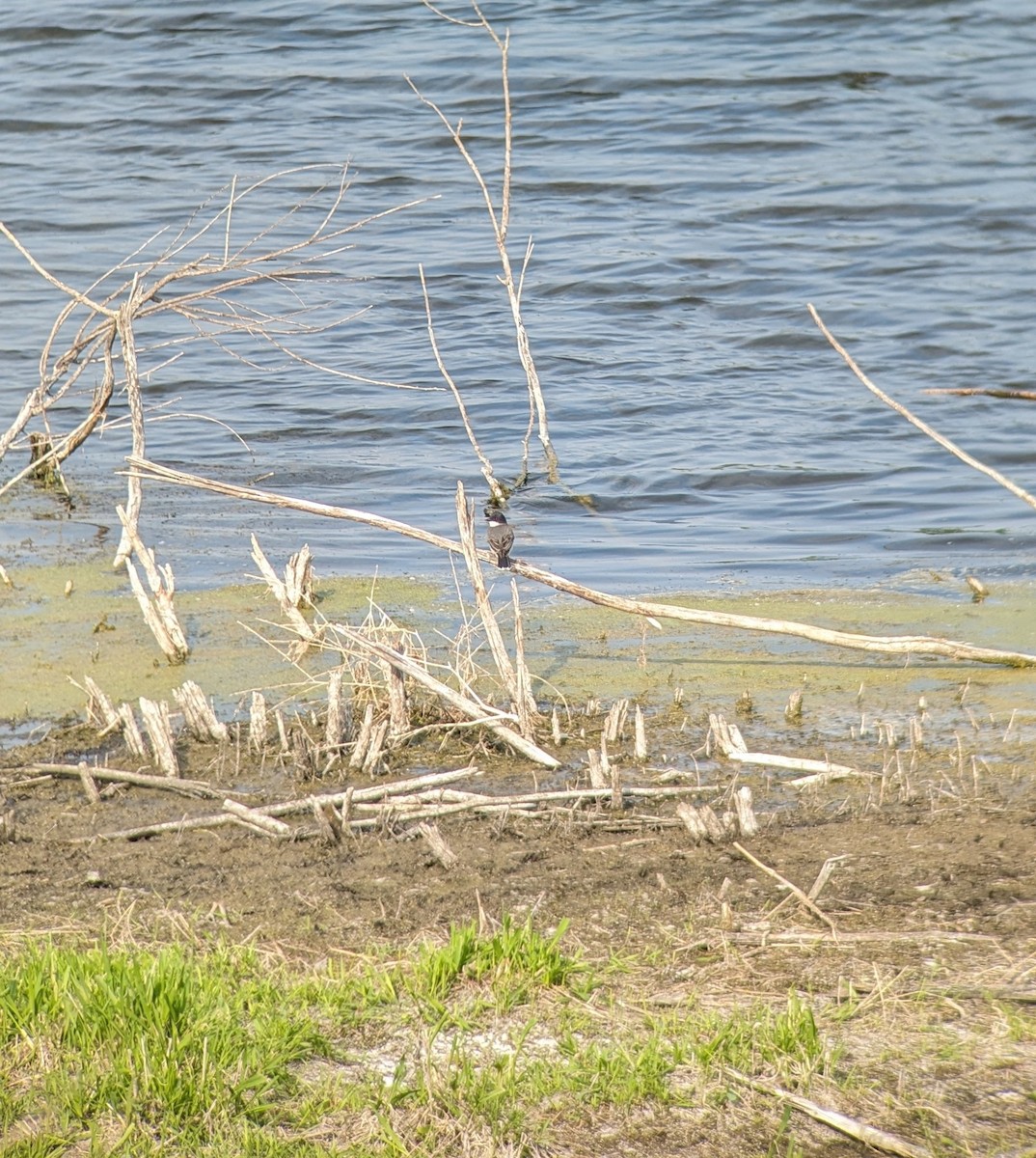 Eastern Kingbird - Jacqueline Edmunds