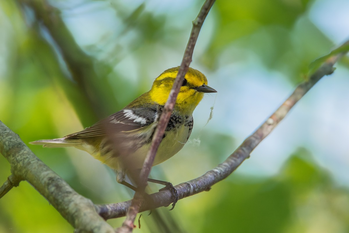 Black-throated Green Warbler - ML619052456