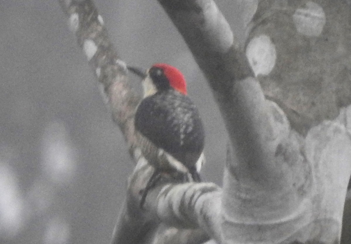 Black-cheeked Woodpecker - Julio P