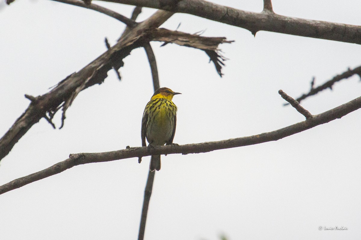 Cape May Warbler - ML619052466