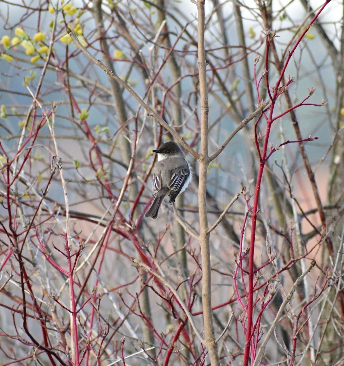 Eastern Phoebe - James Barber