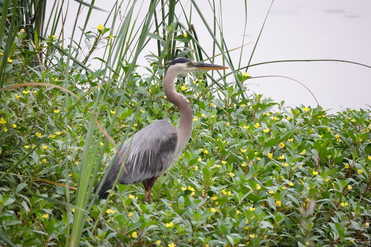 Great Blue Heron - ML619052491