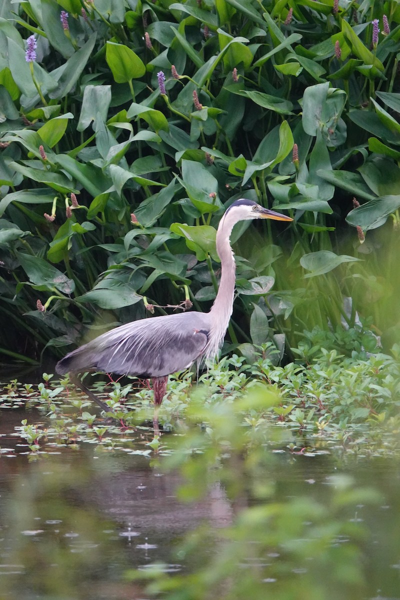 Great Blue Heron - ML619052492