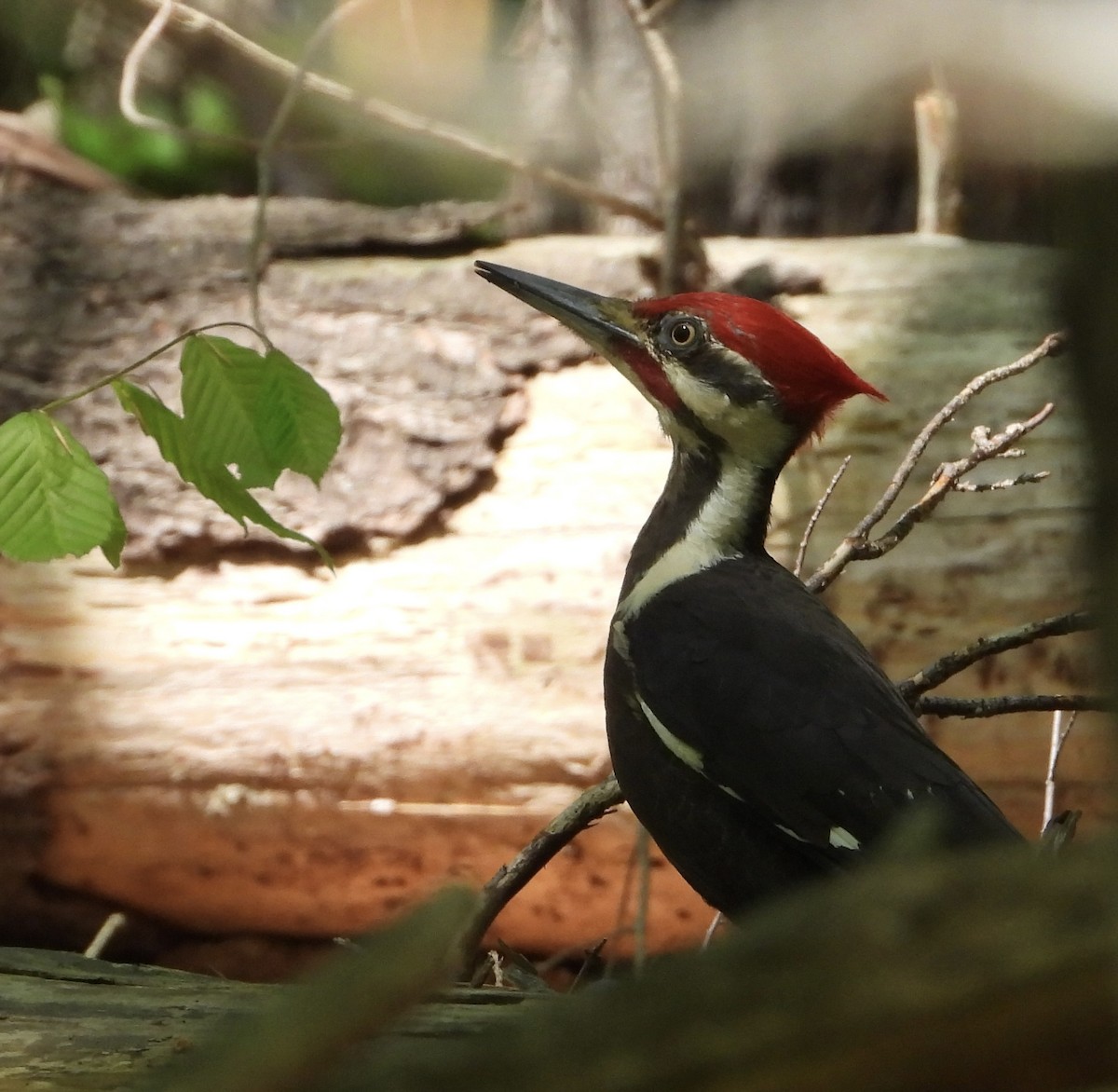 Pileated Woodpecker - inga schmidt