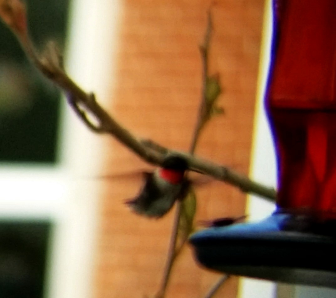 Ruby-throated Hummingbird - Jules Pellerin
