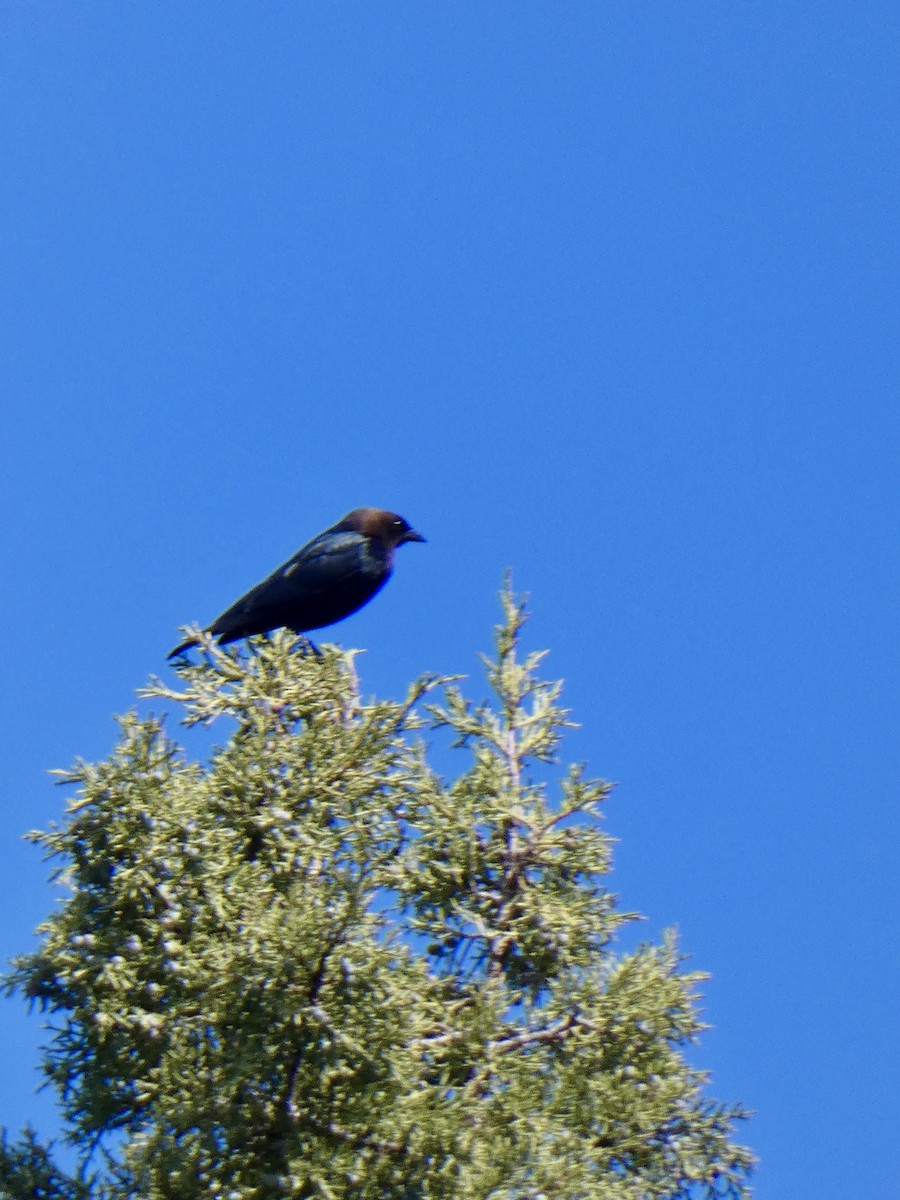 Brown-headed Cowbird - ML619052501