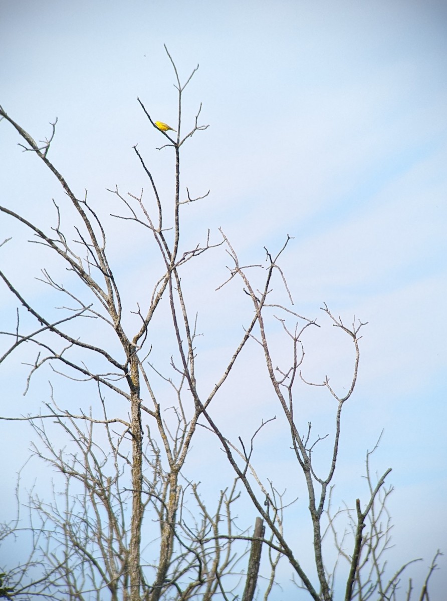 Yellow Warbler - Jacqueline Edmunds