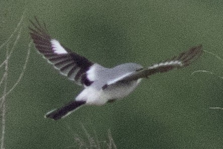 Loggerhead Shrike - David Brown