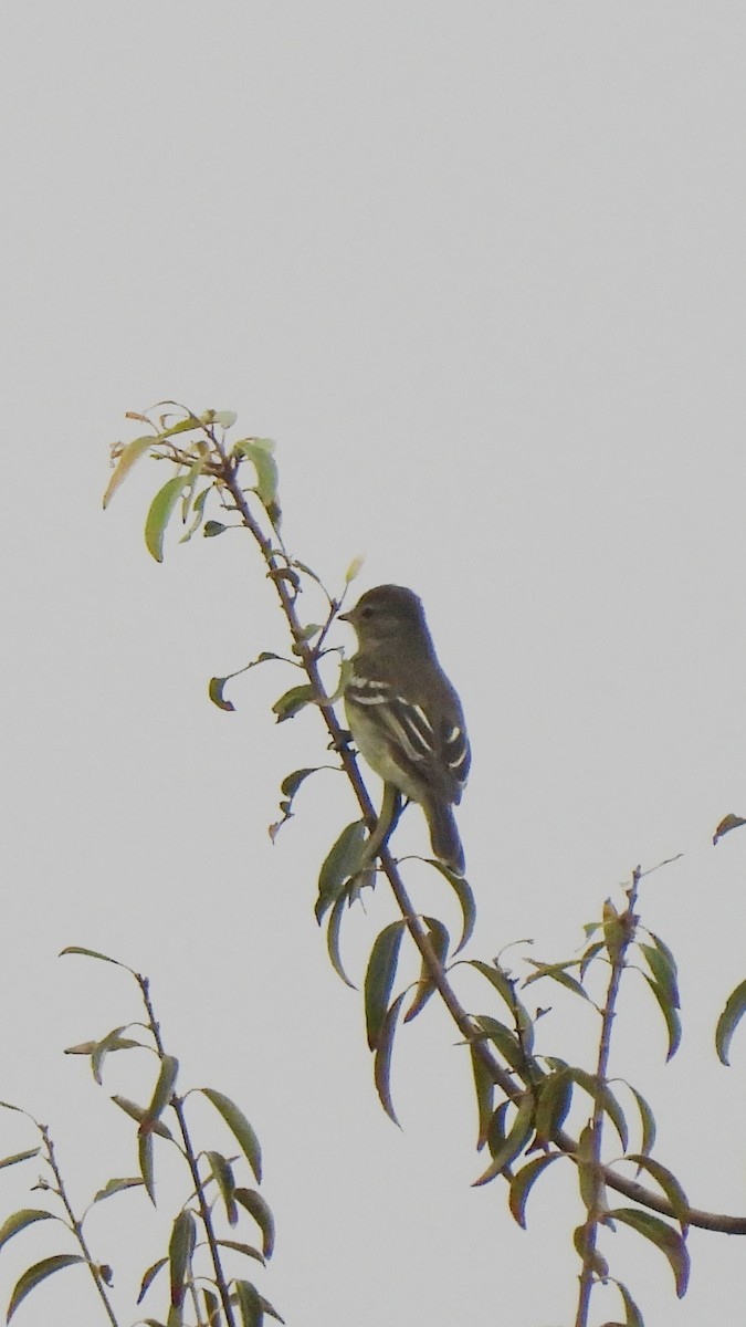 Small-headed Elaenia - Maria Lujan Solis