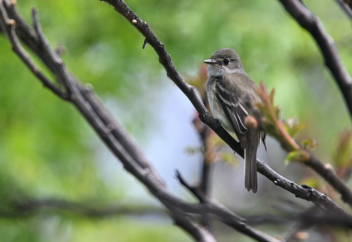 Least Flycatcher - ML619052538