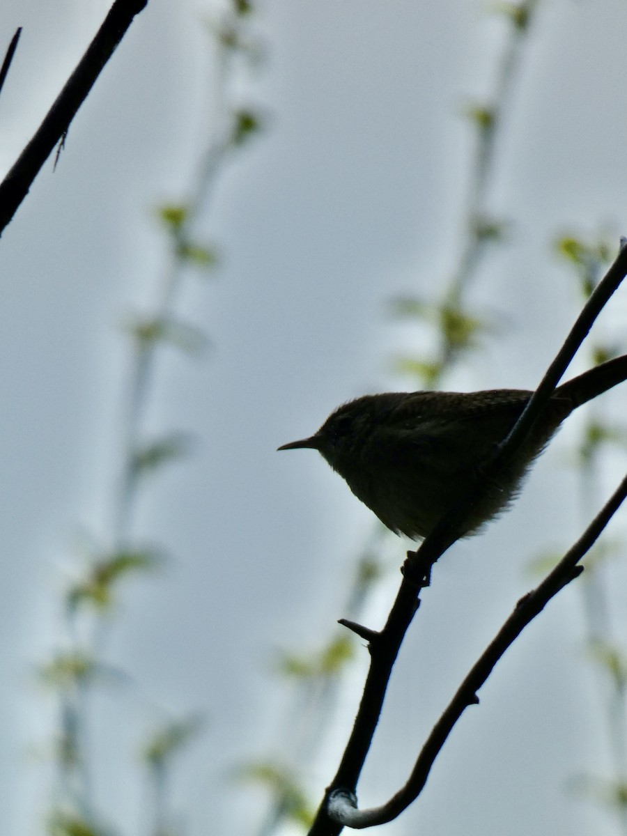 House Wren - ML619052539