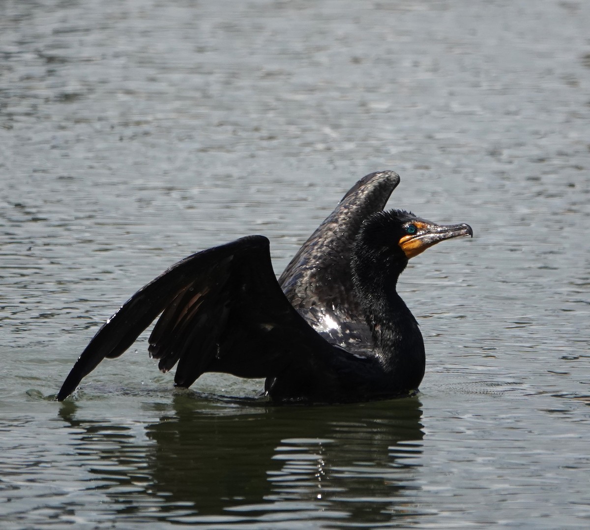 Double-crested Cormorant - Steve Mayo