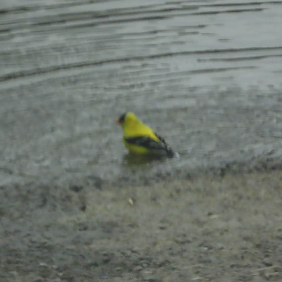 American Goldfinch - robert lethco