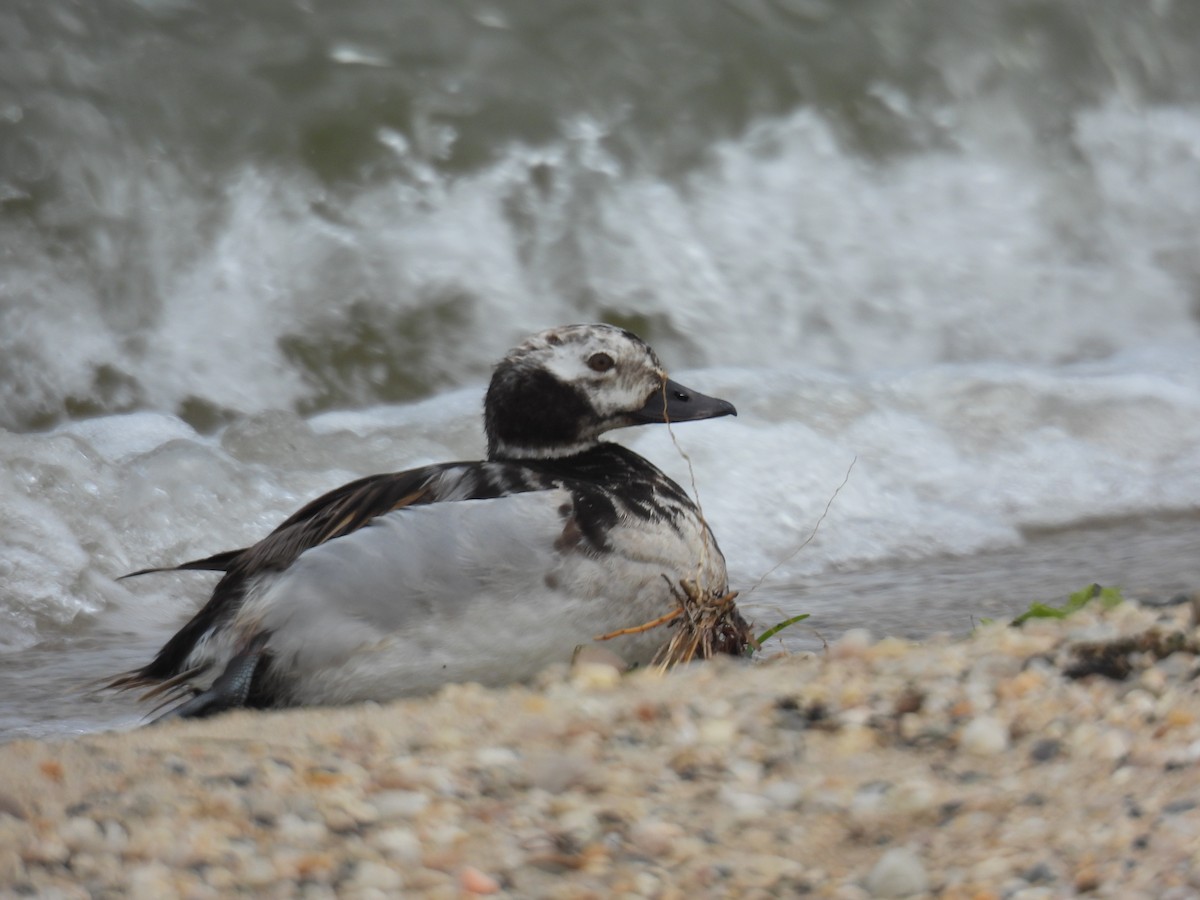 Long-tailed Duck - ML619052572