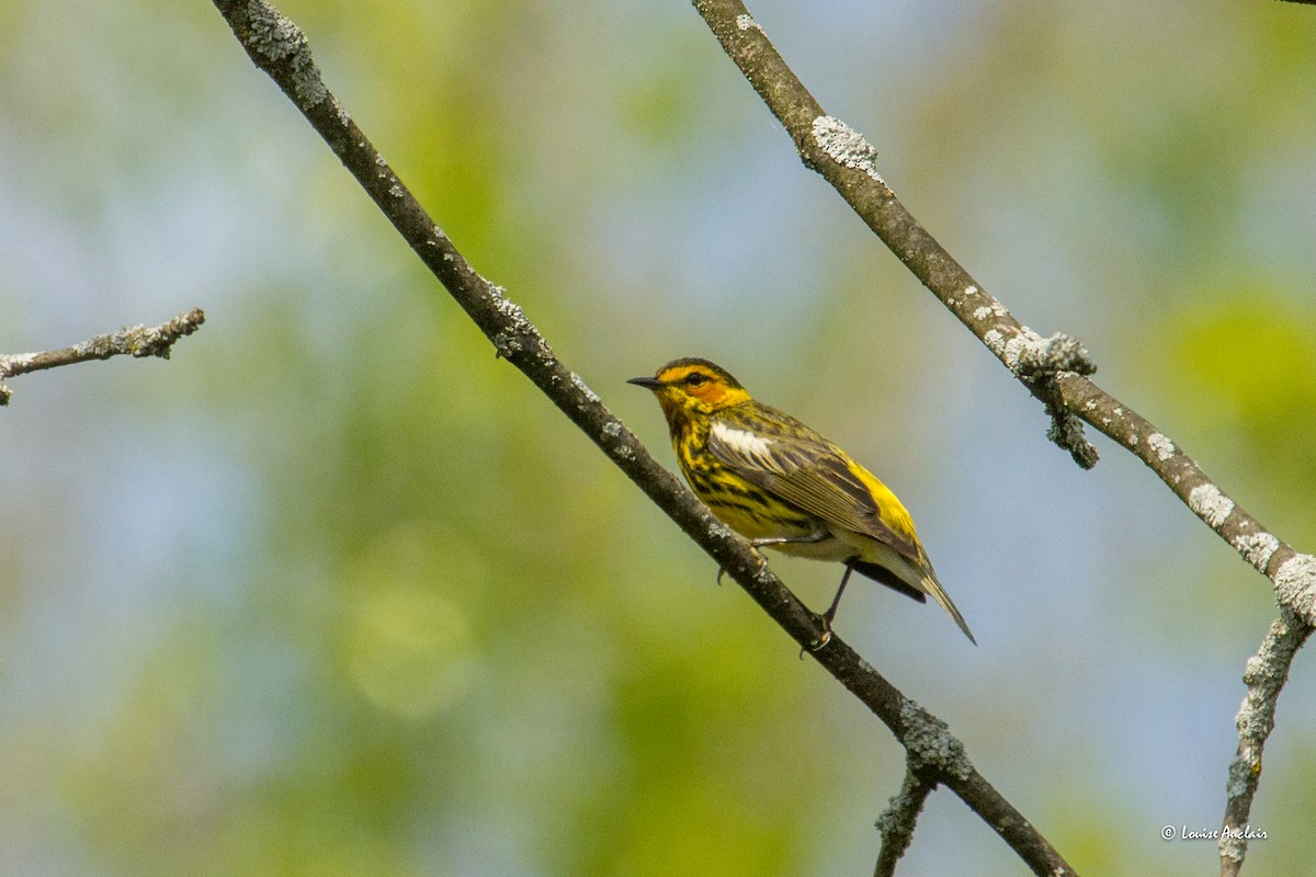 Cape May Warbler - ML619052573