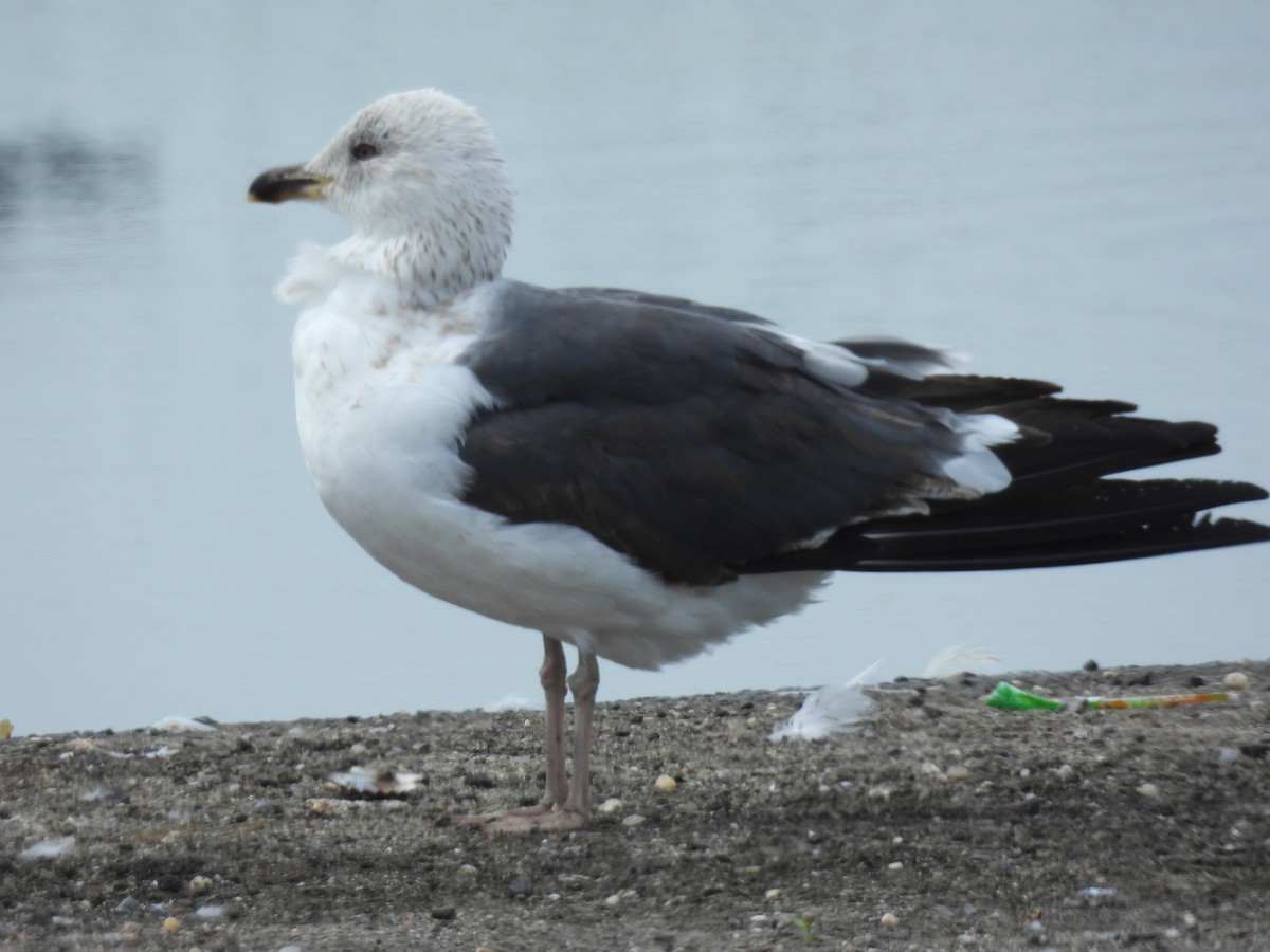 Gaviota Sombría - ML619052591