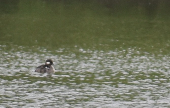 Bufflehead - Sheryl Johnson