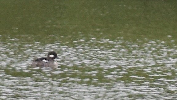 Bufflehead - Sheryl Johnson