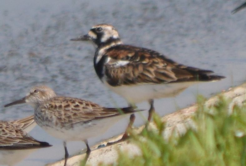 Ruddy Turnstone - ML619052602