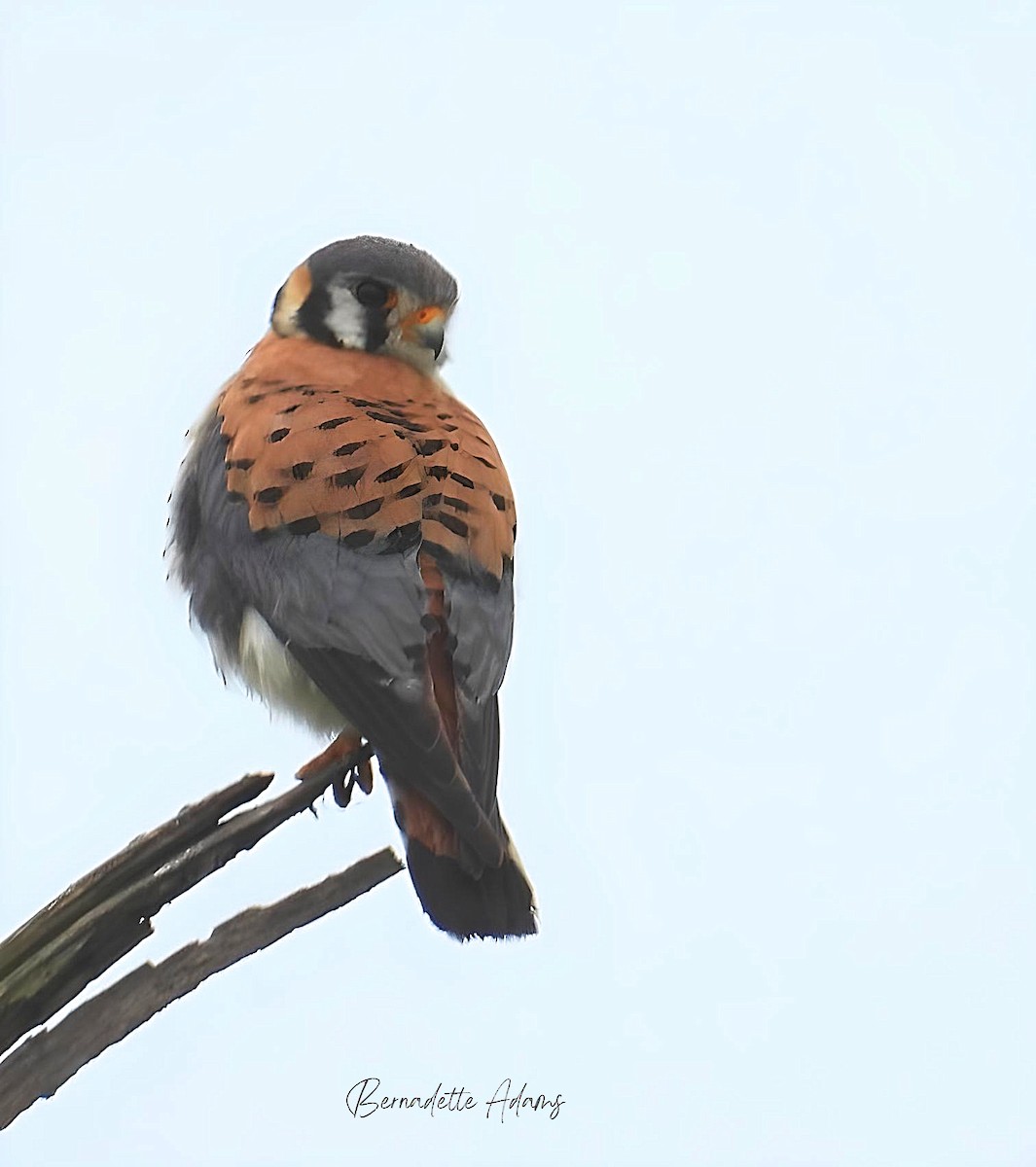 American Kestrel - Bernadette Adams