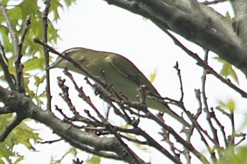 Red-eyed Vireo - sicloot