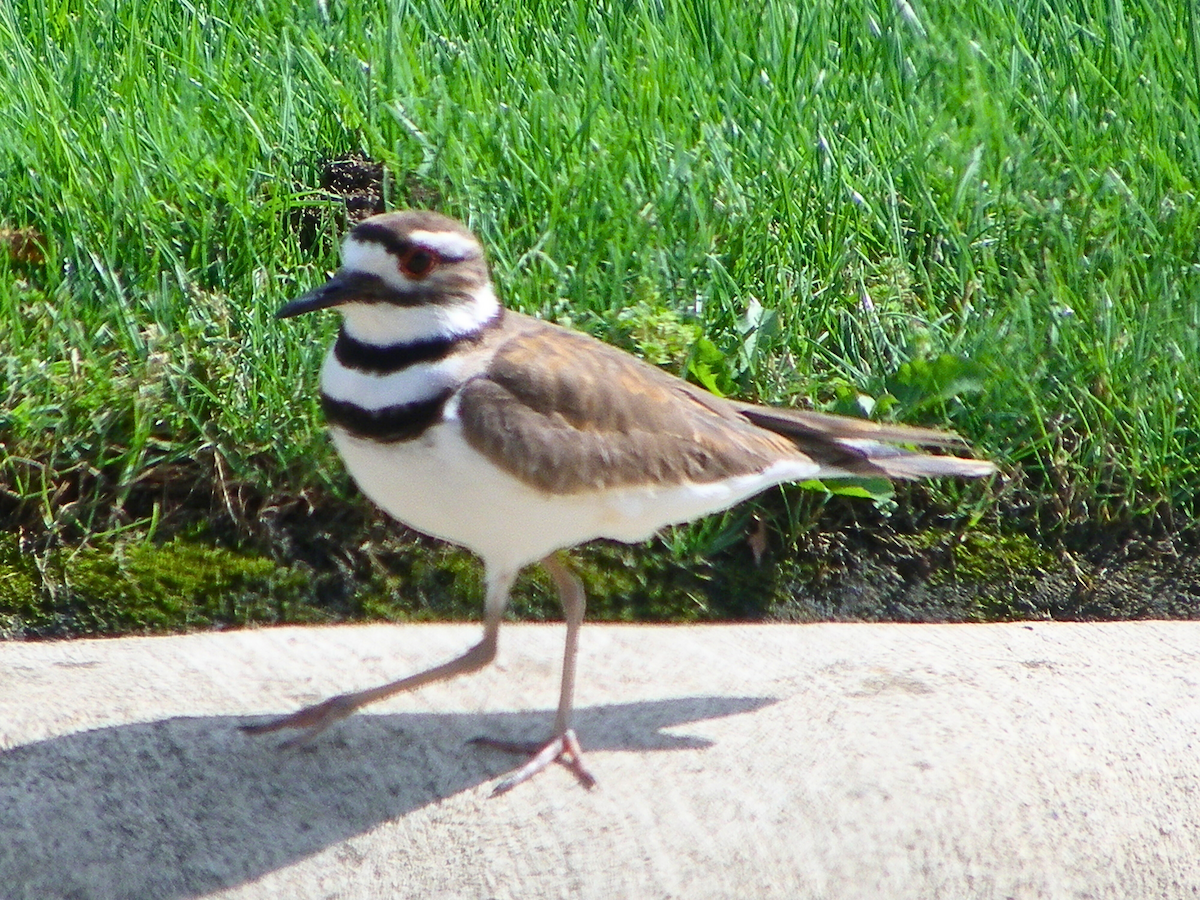 Killdeer - Khloe Campbell