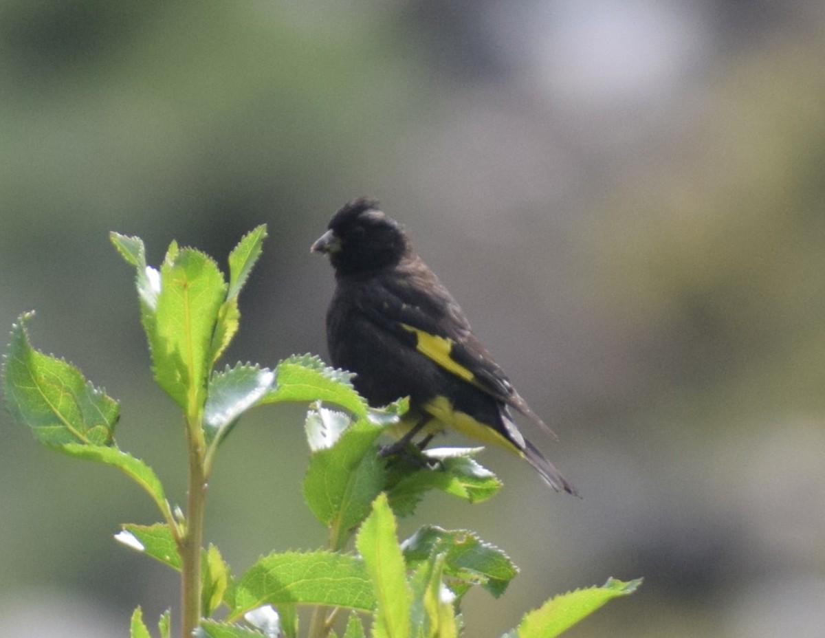 Black Siskin - Monica Paredes Mejia