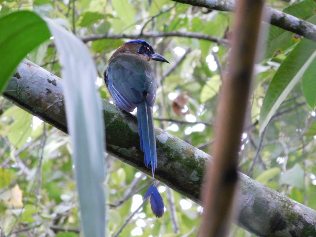 Amazonian Motmot - YAJAIRA TINEO