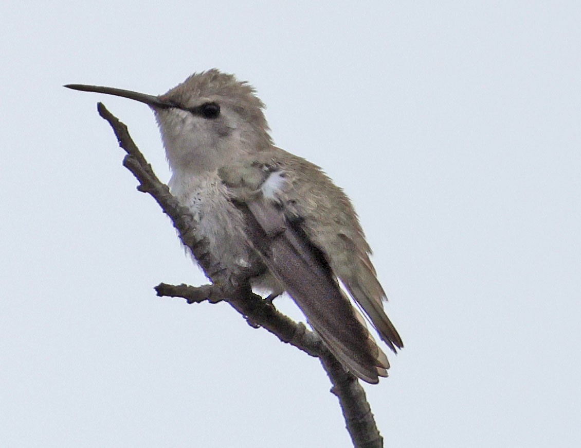 Costa's Hummingbird - George Nothhelfer