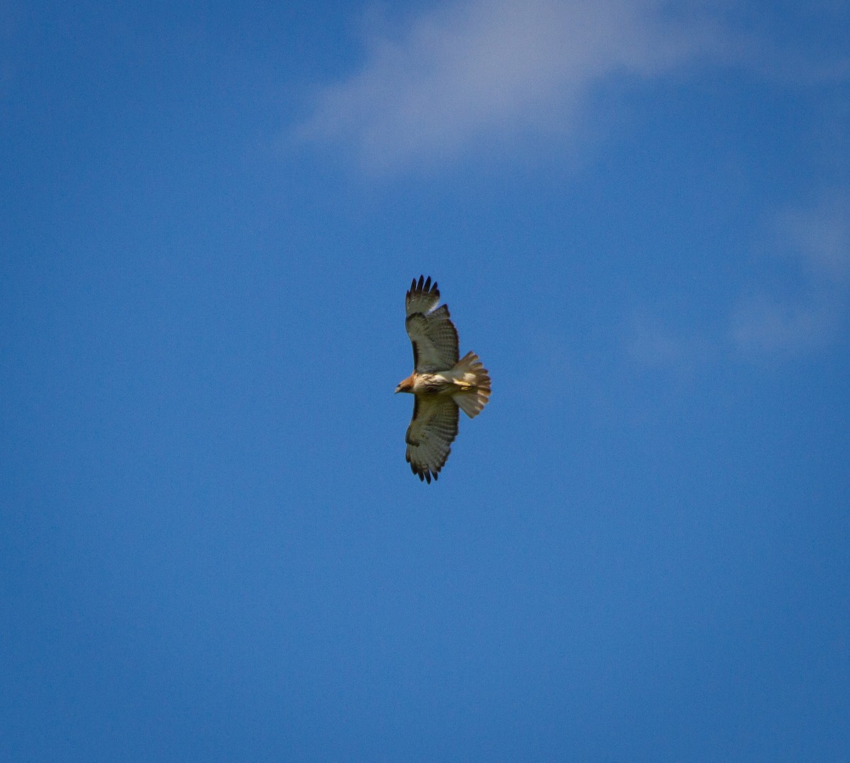 Red-tailed Hawk - Raven Dandridge